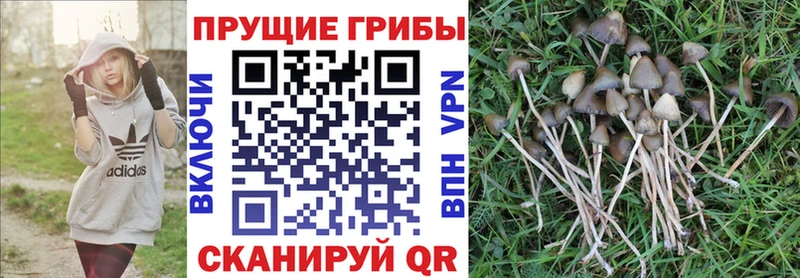 MEGA рабочий сайт  Ахтубинск  Галлюциногенные грибы Psilocybe 